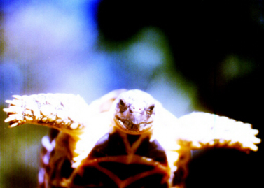 star tortoise philippines